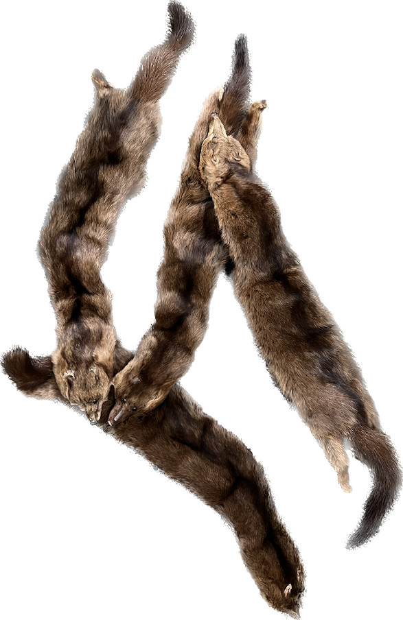 Vintage Real Mink Stole 5 Pelts Whole Body Fur Brown Wrap Collar Scarf .