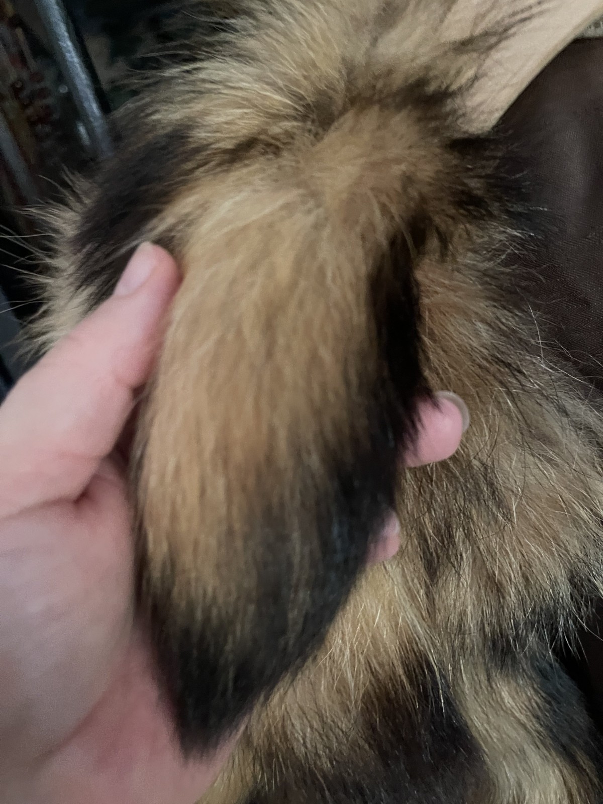 FINN RACCOON FUR COON TAIL CAPELET COLLAR WRAP JACKET HANDMADE VINTAGE RARE