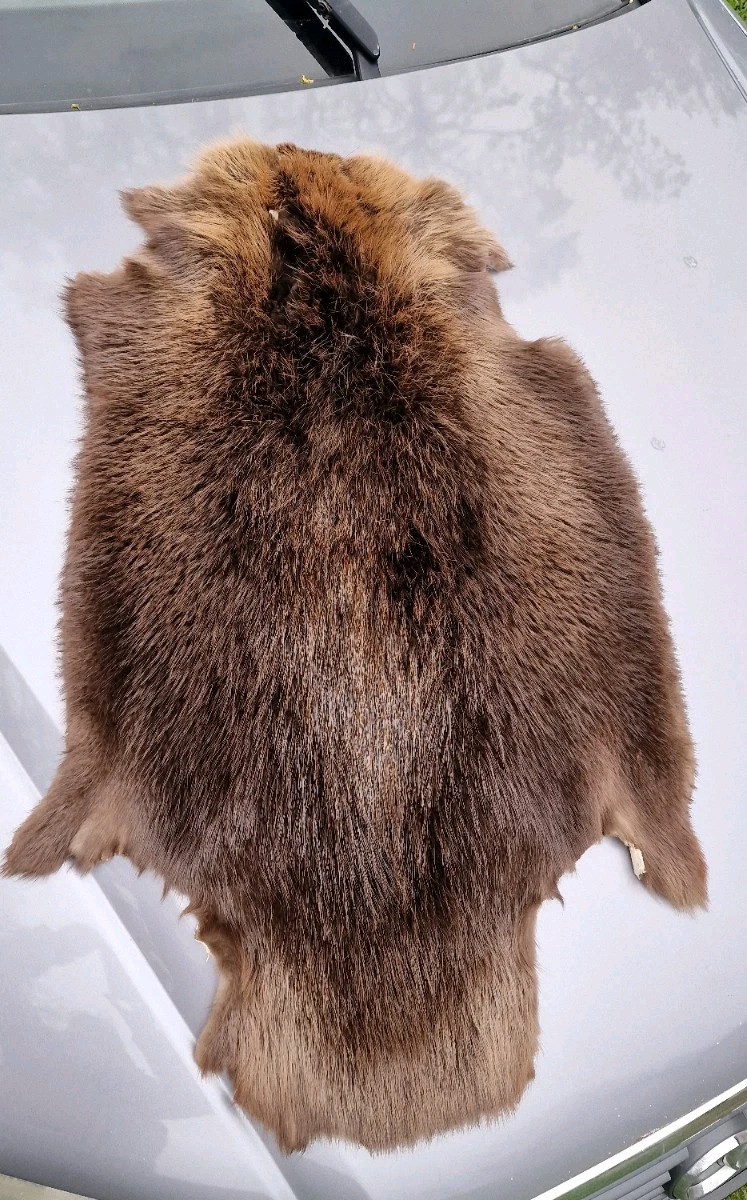 Europen Beaver fur/Profesional Tanned/Natural color/Very Soft, Warm and Flexible