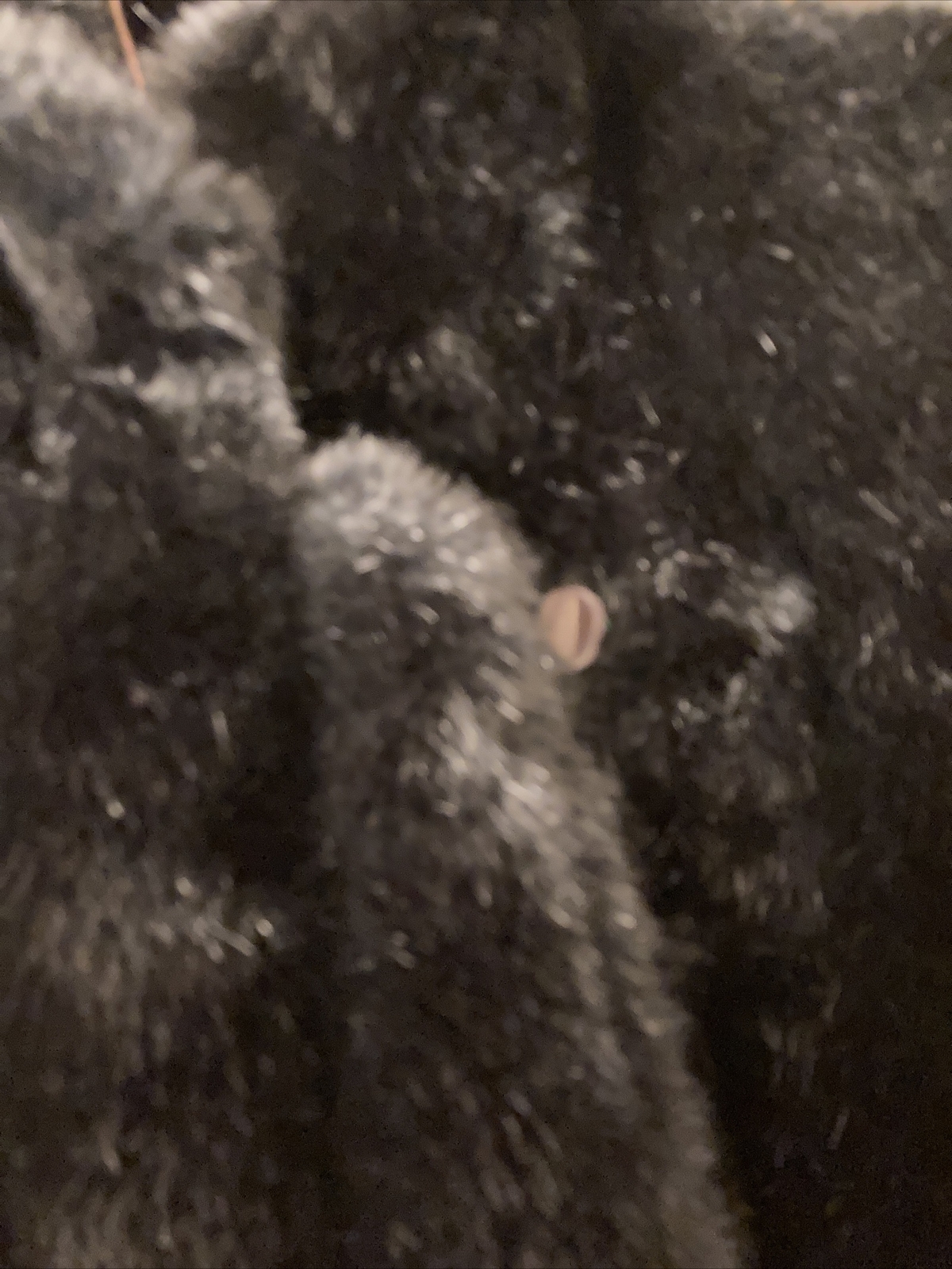 Vintage Intrigue Luxury Fabric by Glenoit Faux Mink Coat Rich Black Mint Size 12