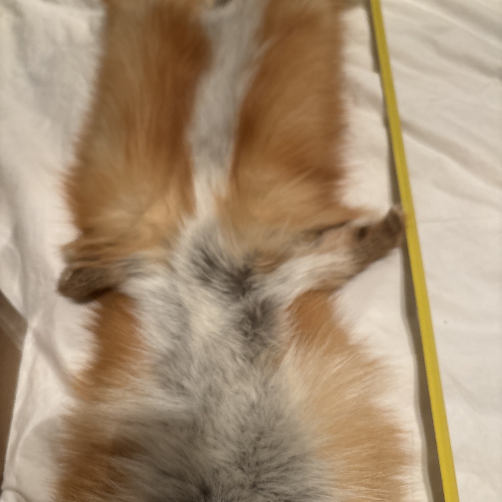 31 Inch Red Fox Missing Tail Excellent Condition