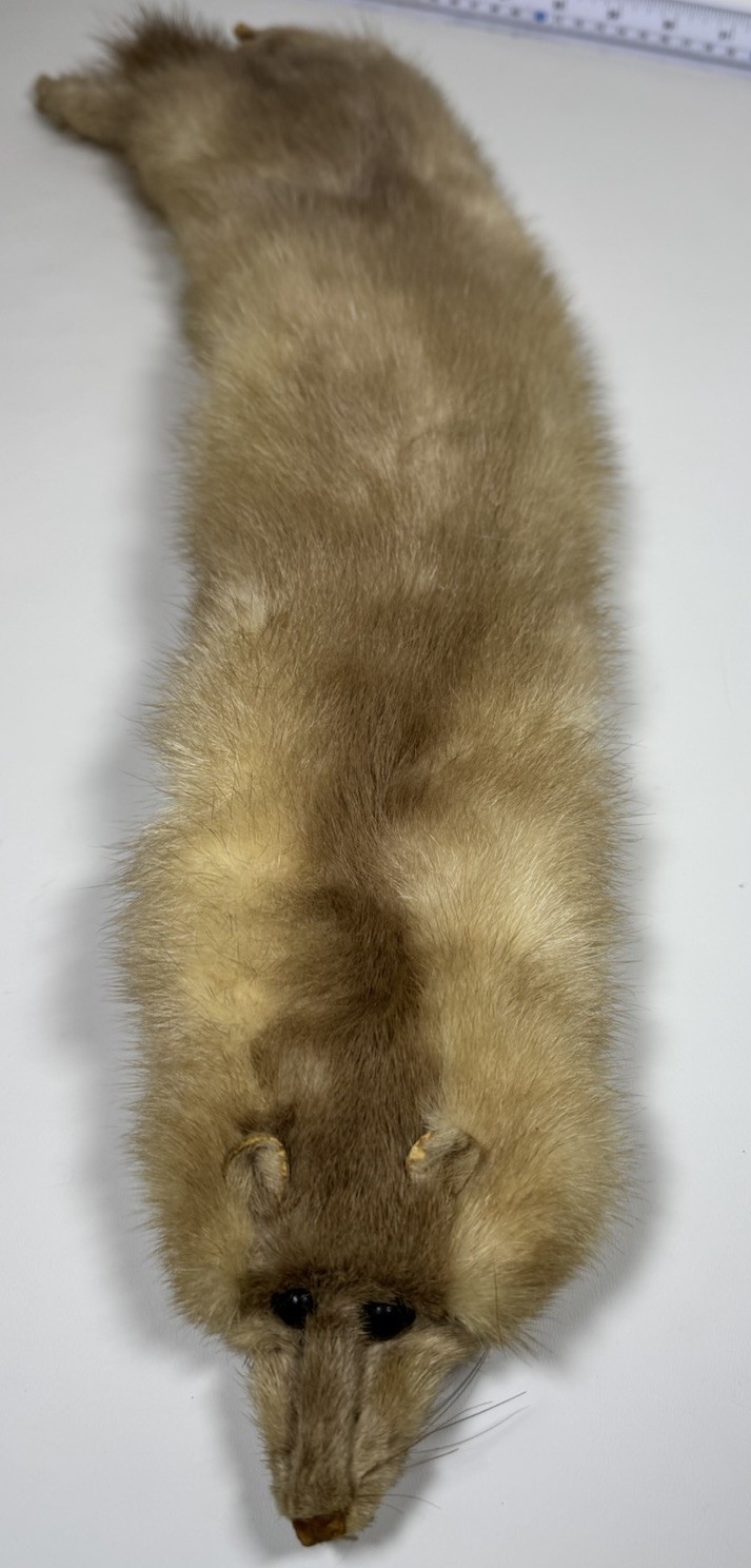 Vintage Mink Fur Scarf Collar with Velvet Lining and Coat Clips Brown 23”