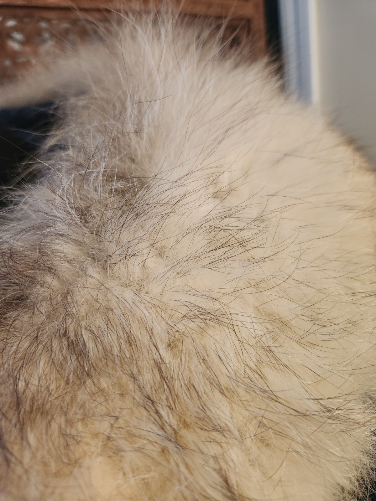 Vintage 1960s A-Line Wool and Fox Fur Coat, Size L