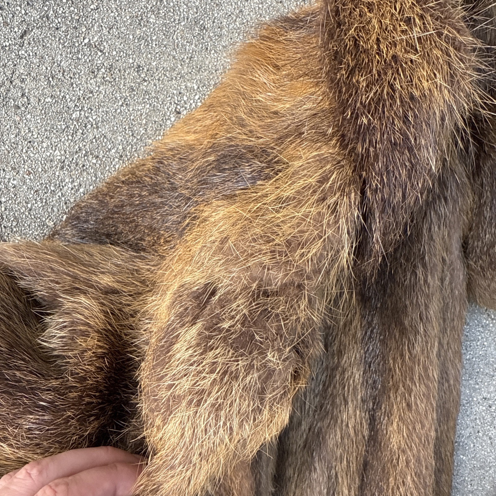 Argentina Golden Nutria Shades of Brown Fur Coat Shoulder Pads SZ M – L