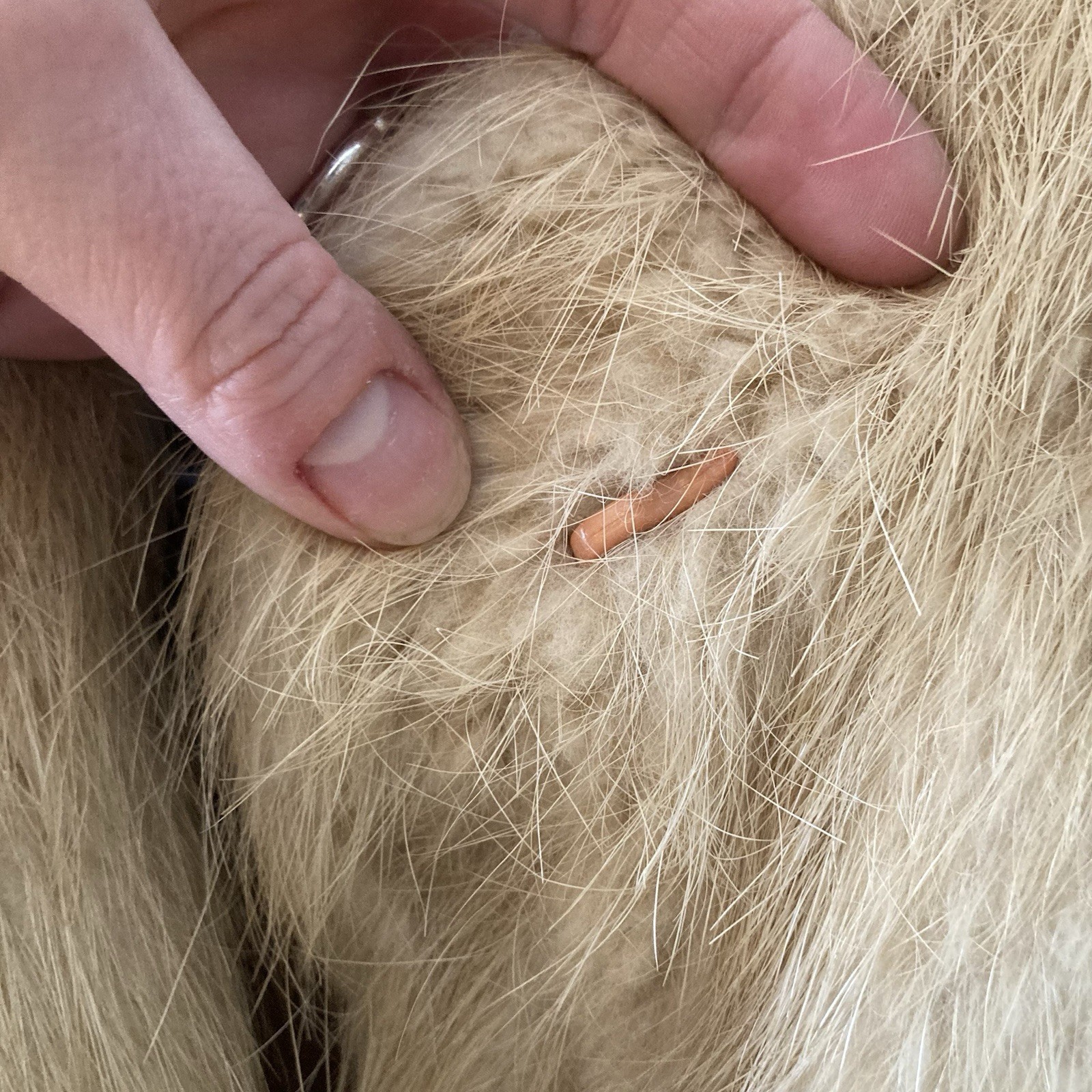 Vintage Real Fur Coat – Likely Nutria – Repair Project / Statement Piece