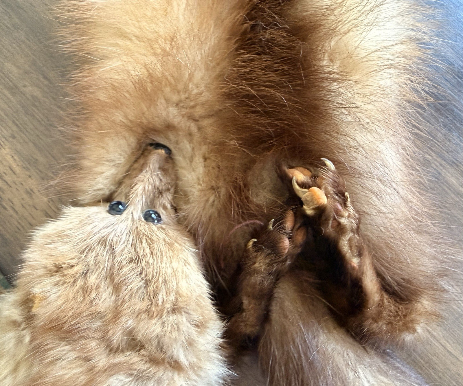 Vintage Real Red Fox Pair Fur Stole Wrap Collar Clip-On Taxidermy Fur Scarf