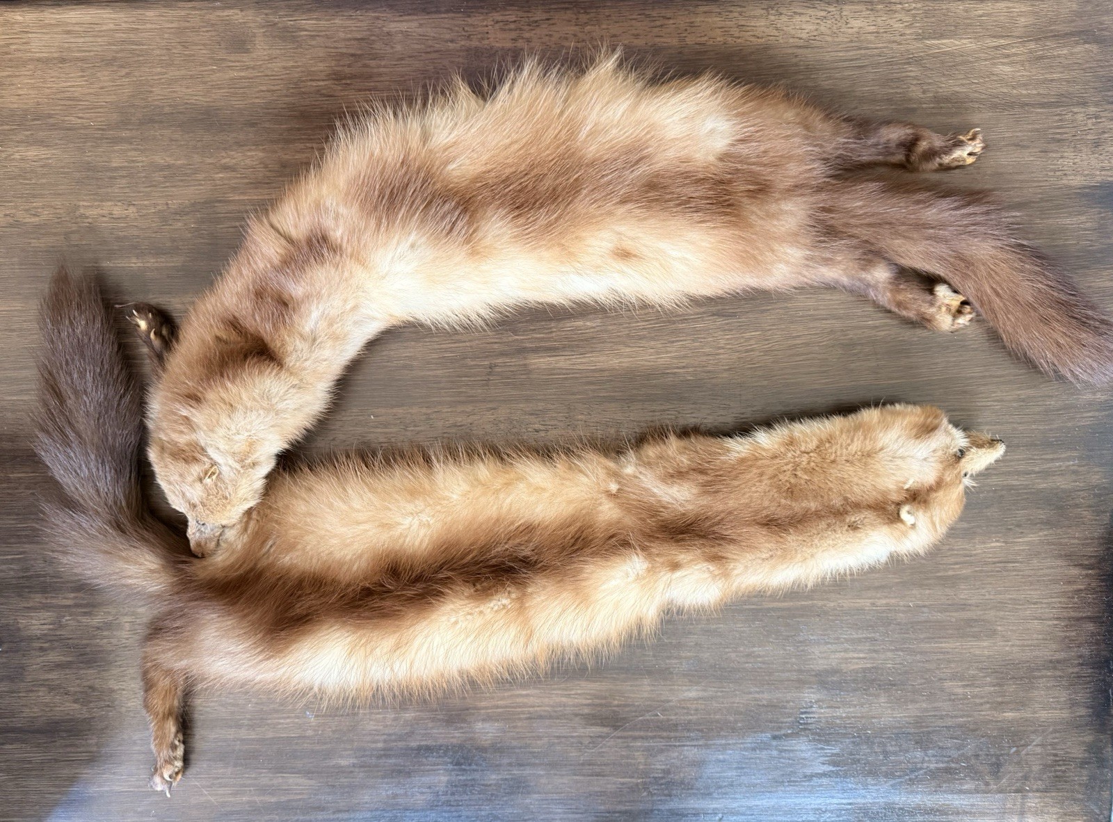 Vintage Real Red Fox Pair Fur Stole Wrap Collar Clip-On Taxidermy Fur Scarf