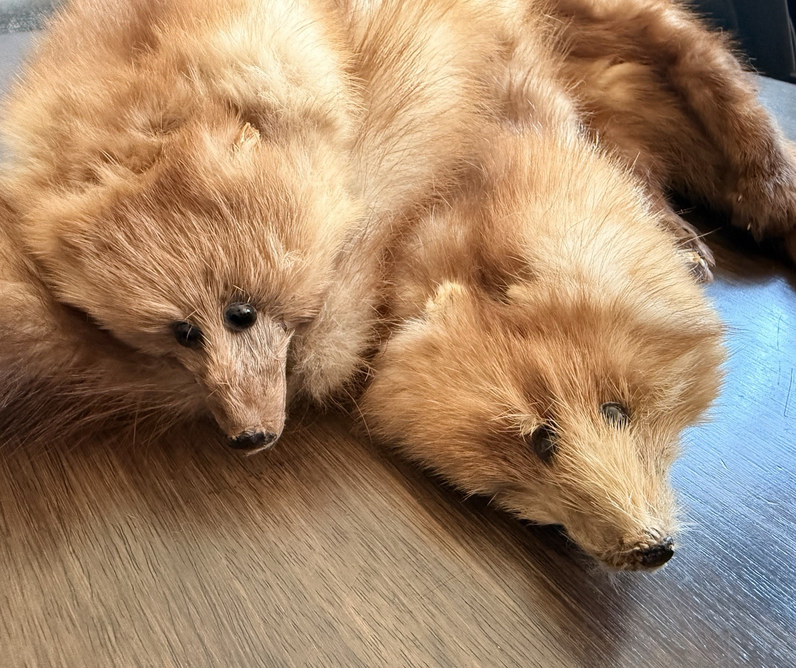 Vintage Real Red Fox Pair Fur Stole Wrap Collar Clip-On Taxidermy Fur Scarf