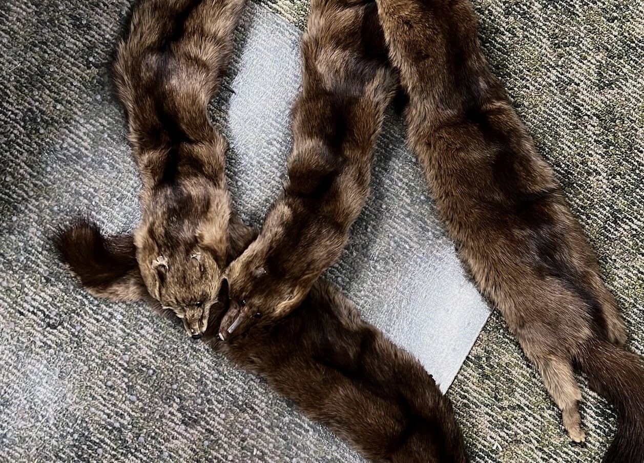 Vintage Real Mink Stole 5 Pelts Whole Body Fur Brown Wrap Collar Scarf .