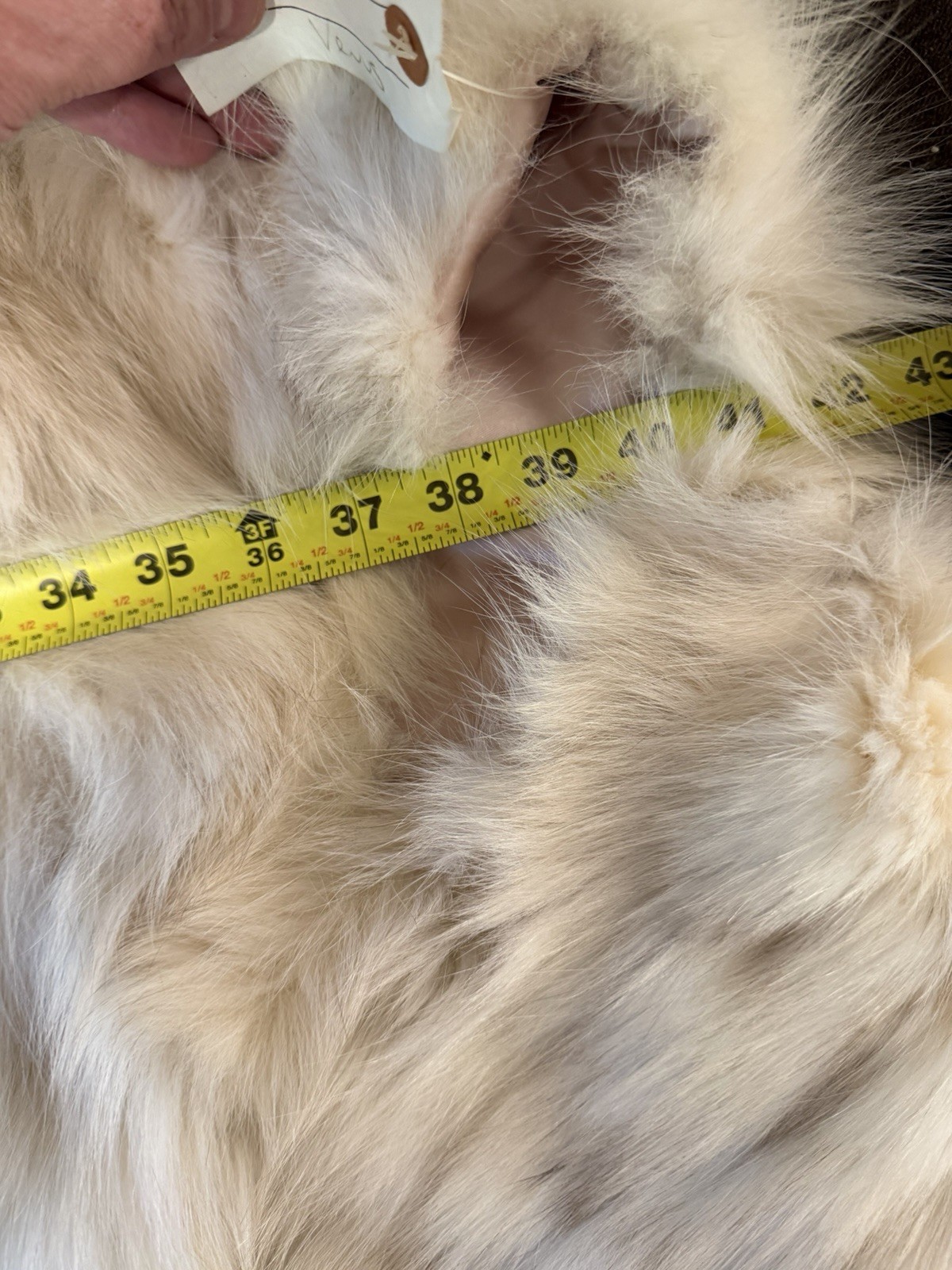 Preloved Ivory Blue Fox Fur Full Cape Oversized 82”