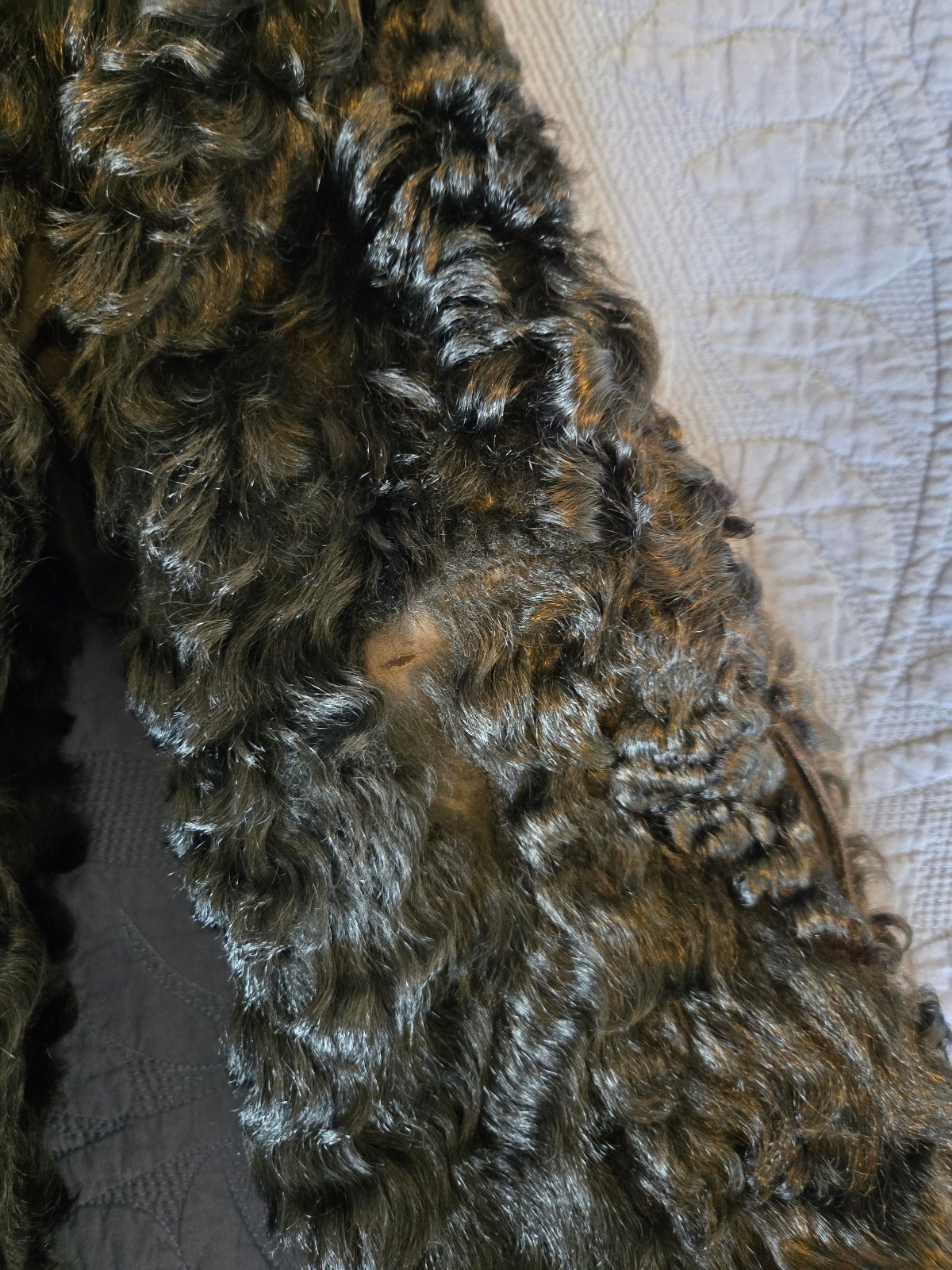 Vintage Persian Lamb Fur Coat w Matching Hat 1950s Astrakhan Curly Lamb Small