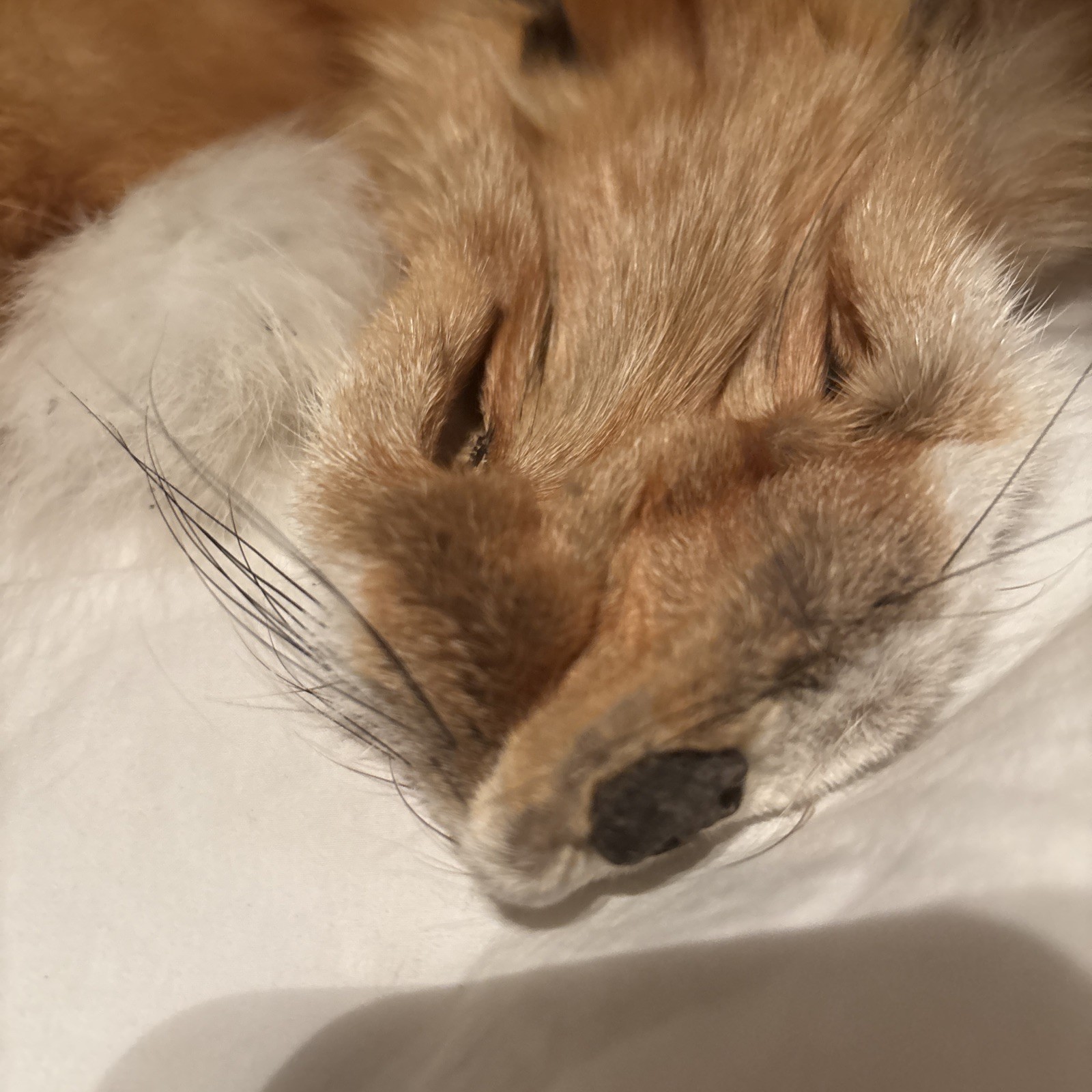 31 Inch Red Fox Missing Tail Excellent Condition