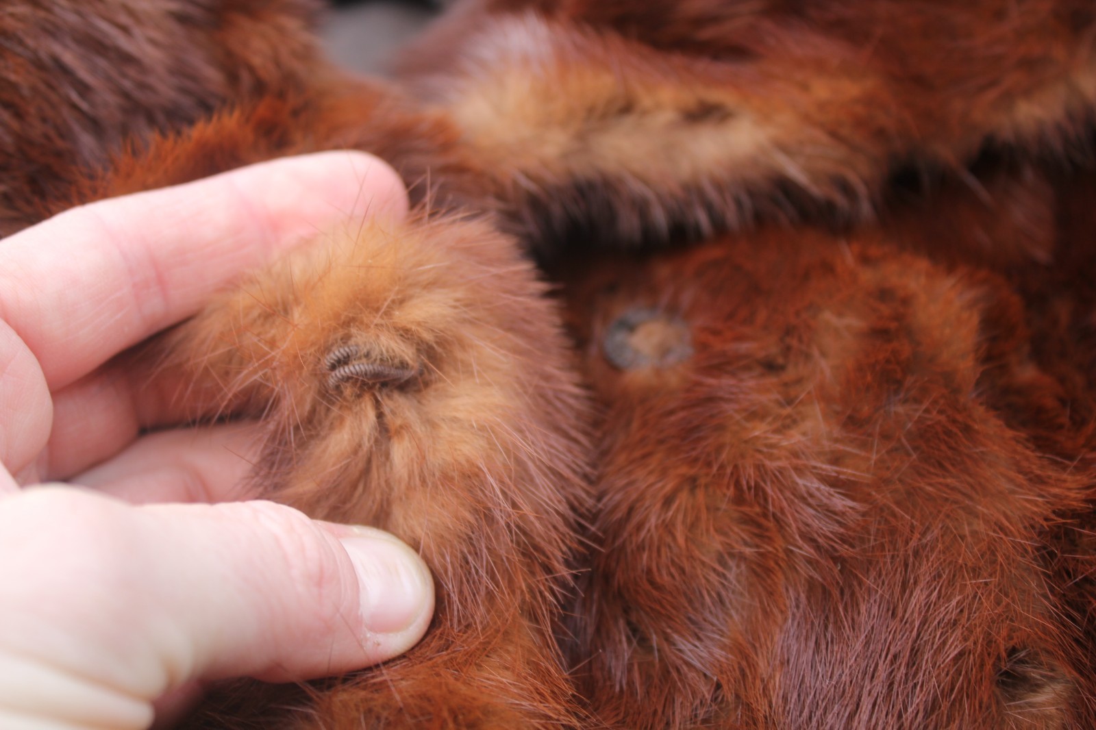 Vintage Koslows Genuine Mahogany Mink Mid Length Fur Coat Forth Worth S/M? LOOK