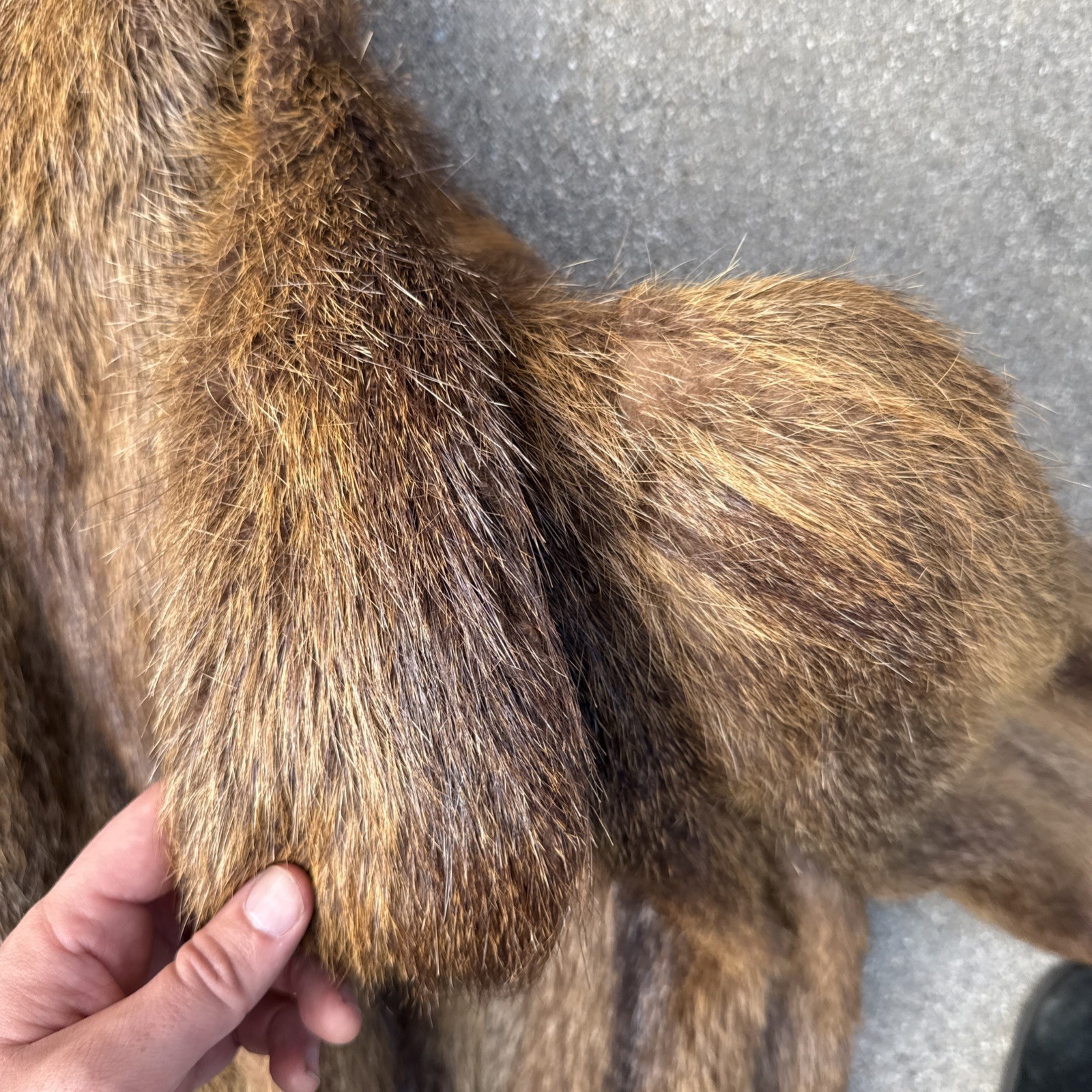 Argentina Golden Nutria Shades of Brown Fur Coat Shoulder Pads SZ M – L
