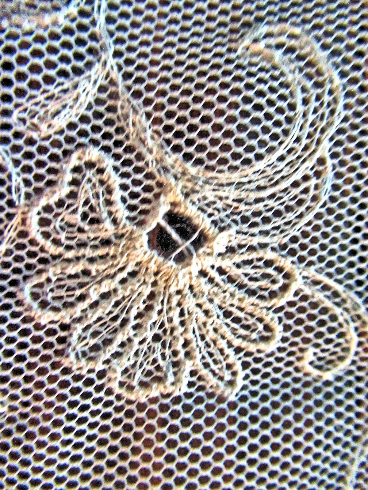 Vtg Lady’s Collar Lappet Scarf Limerick Lace Floral Embroidered Net