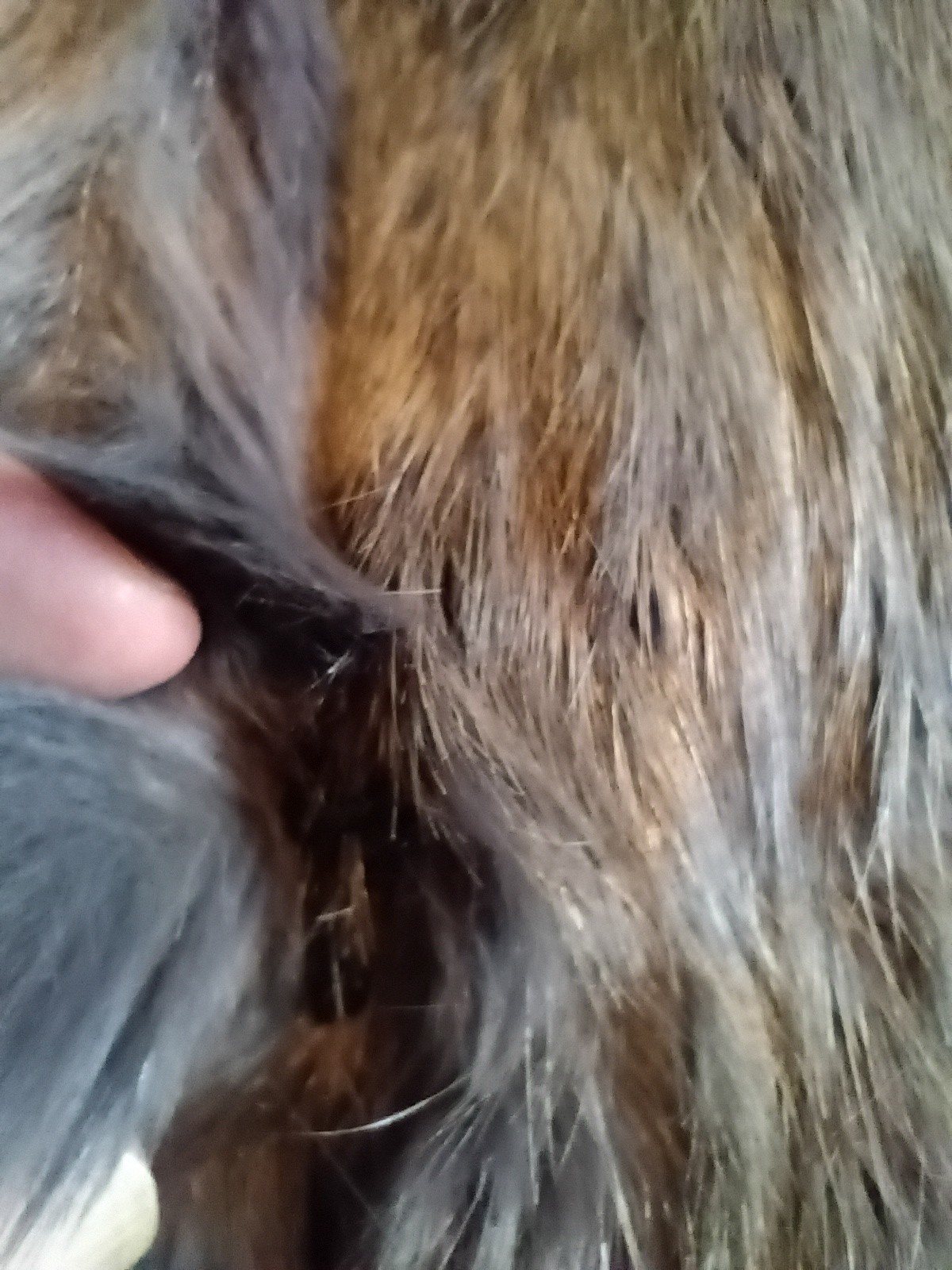 Ladies vintage genuine rabbit fur jacket, size S/M, gray bunny fur sewn on bias