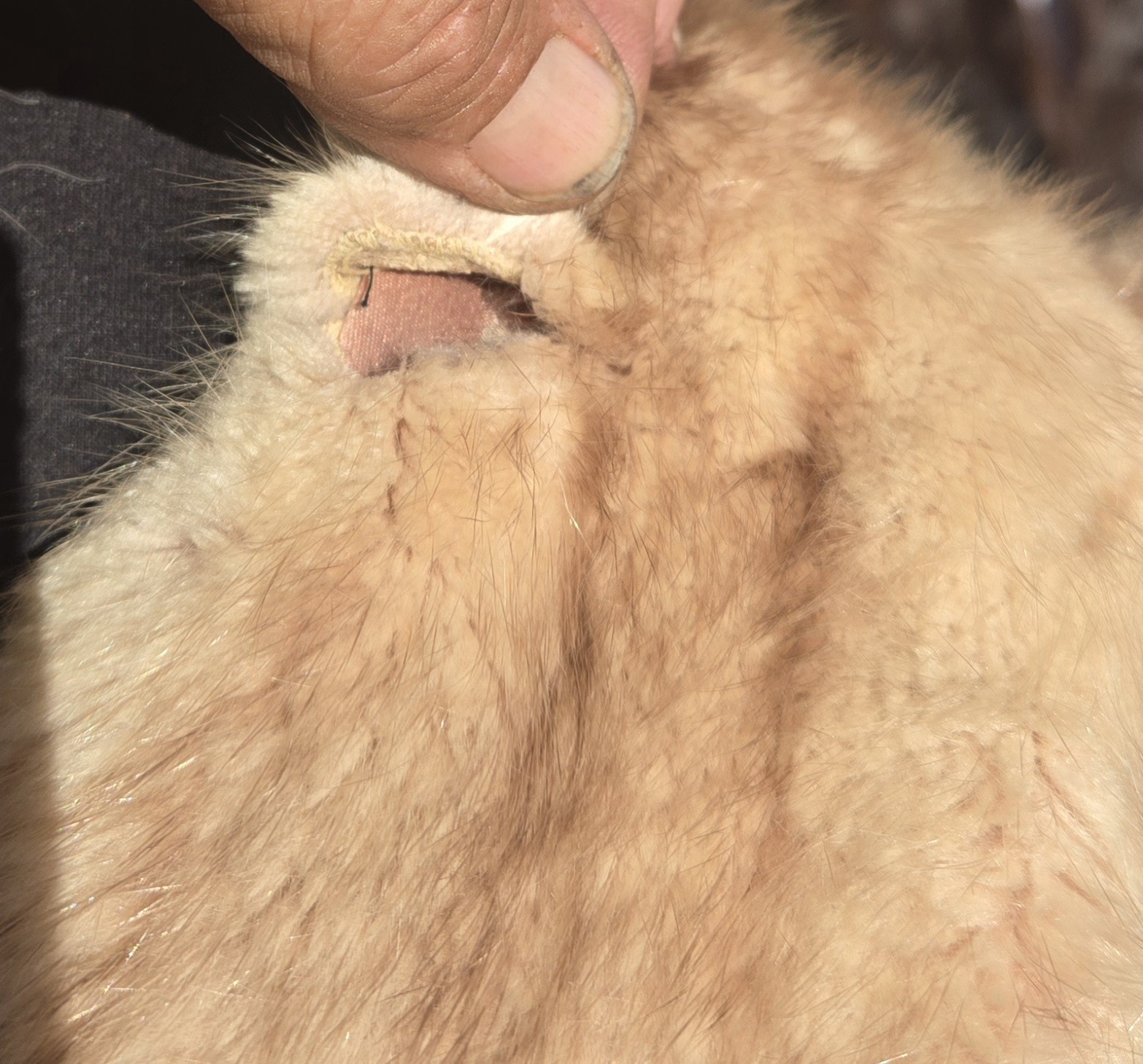 1950s BLONDE MINK FUR CAPELET w/POCKETS & SATIN LINING 21″ Shoulder 15″ Length