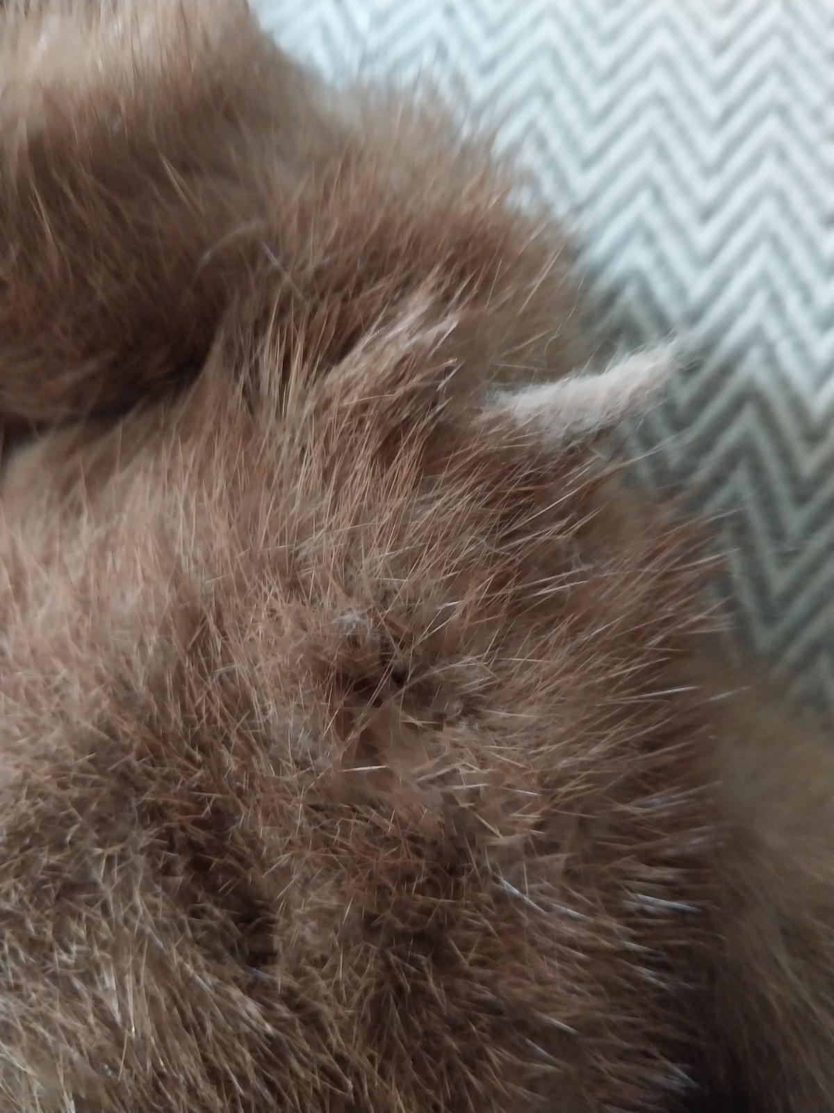 Vintage Miller’s French Room Knoxville Fur Shole Cape Wrap Matching Hat Pockets