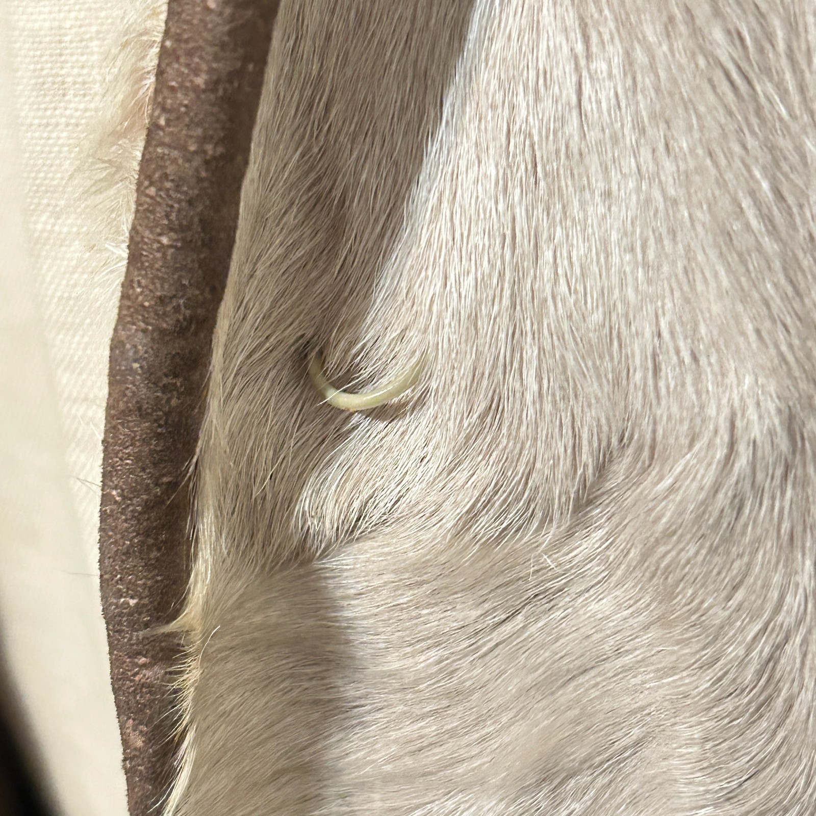 READ Vtg 70s Womens Small Medium Cream Full Length Pony Hair Fur Penny Lane