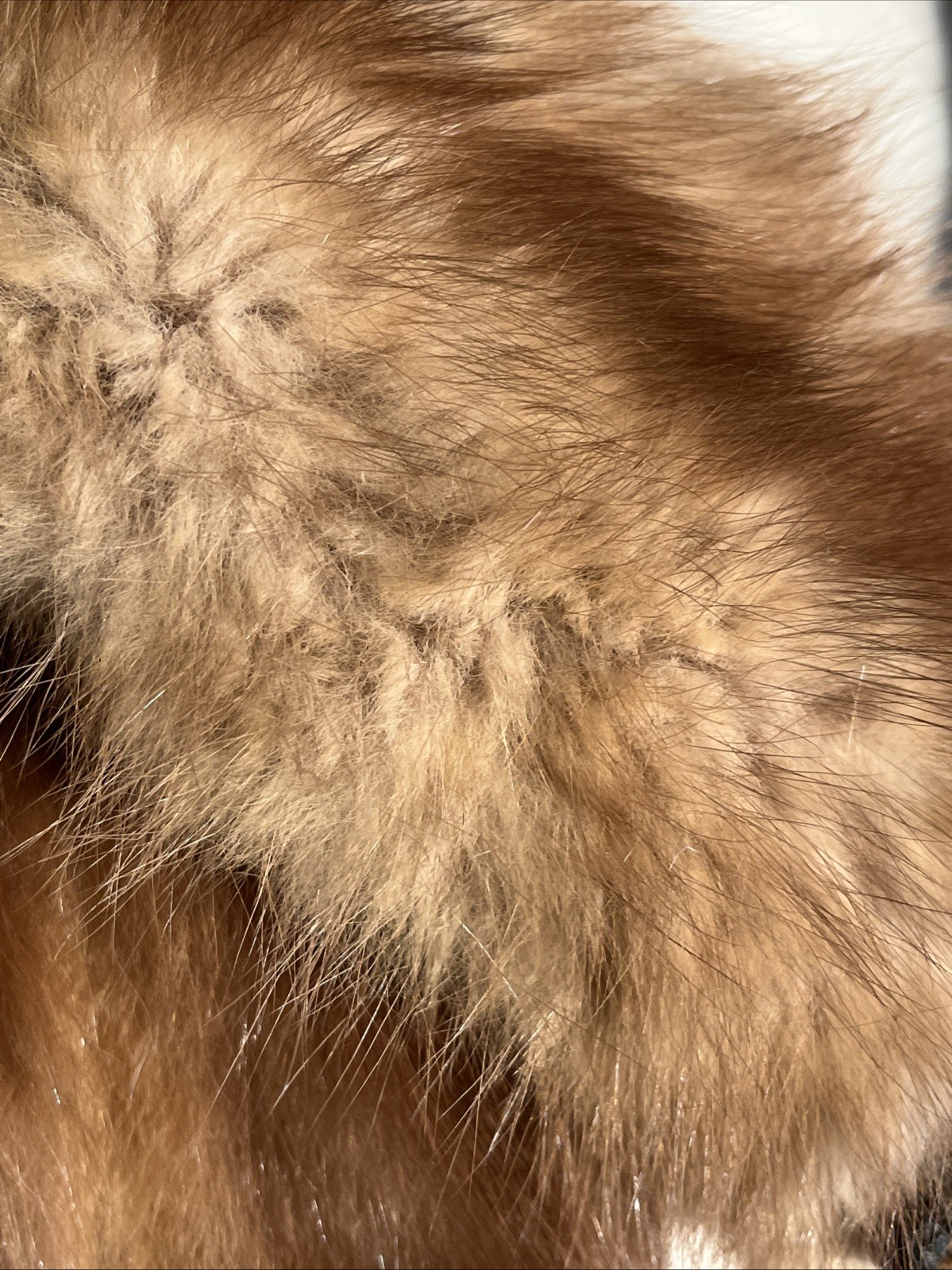 VTG Genuine Collectible MINK SABLE FUR Wrap 3 FULL BODY PELTS Stole With CLIP