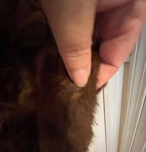 Vintage 1950’s Sable Brown Stripe Mink Fur Stole Wrap w/silk lining BEAUTIFUL!