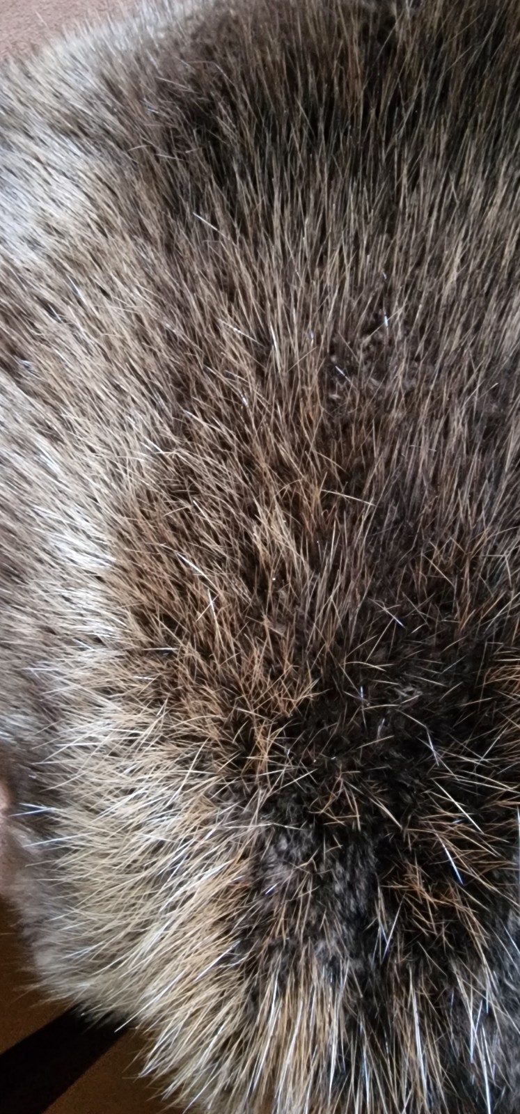 Europen Beaver fur/Profesional Tanned/Natural color/Very Soft, Warm and Flexible