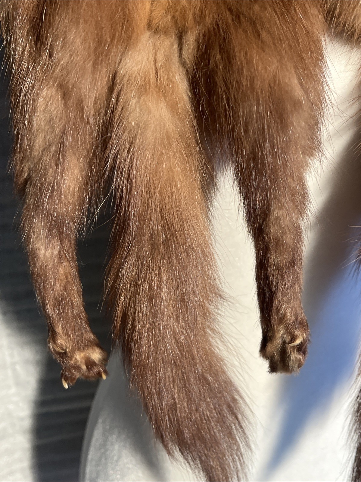 VTG Genuine Collectible MINK SABLE FUR Wrap 3 FULL BODY PELTS Stole With CLIP