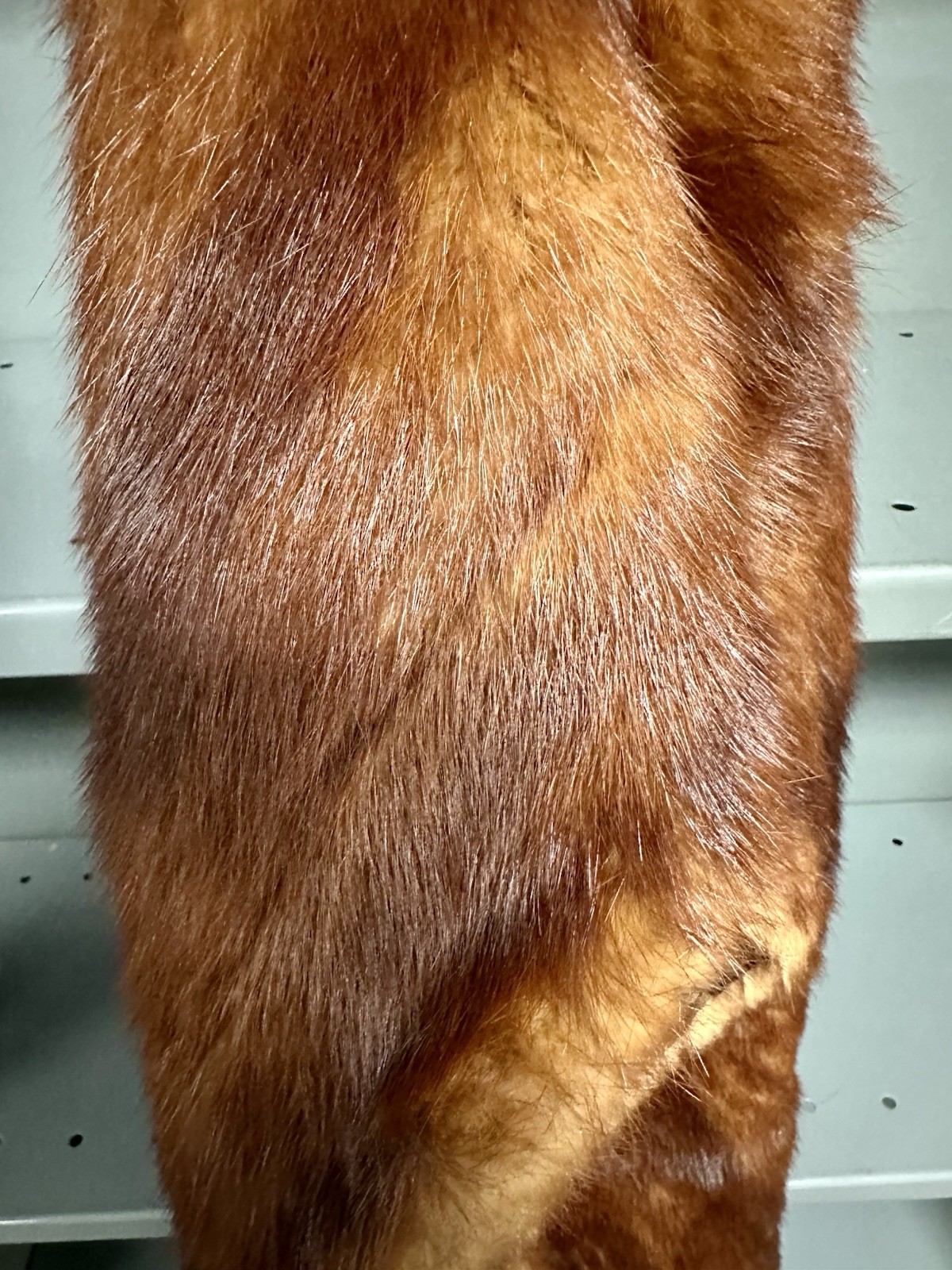 Vintage XLong Stunning Brown Red Russian Sable Mink Fur Stole Wrap 79” X 13”